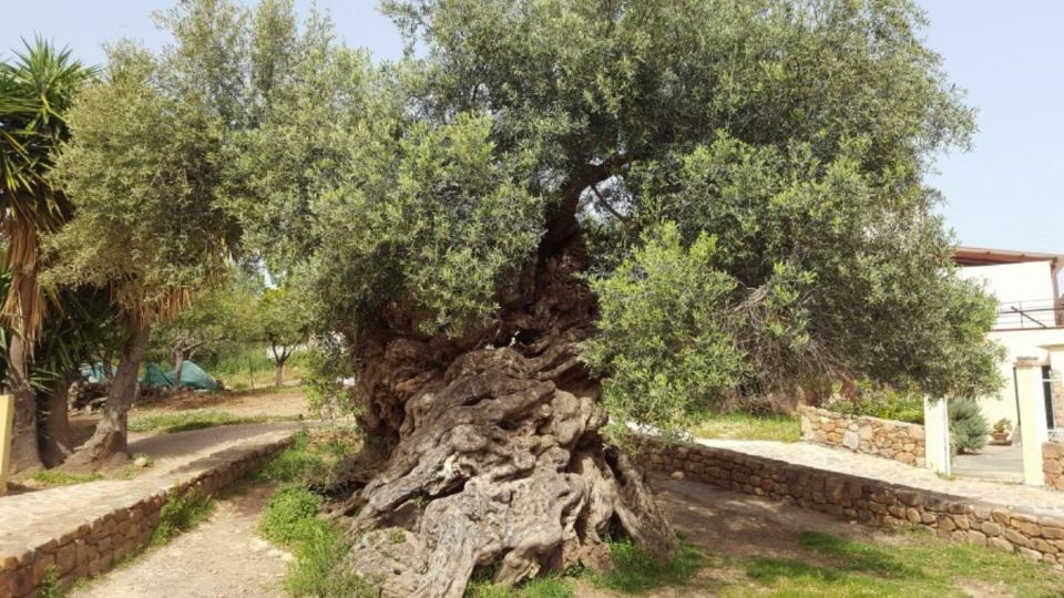 Chania:Olive and Wine 3-hour Trip - Activity: Private Tour to Chania