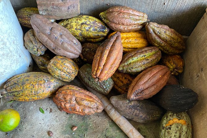 Chocolate Tour Near Medellin - Overview of the Chocolate Tour