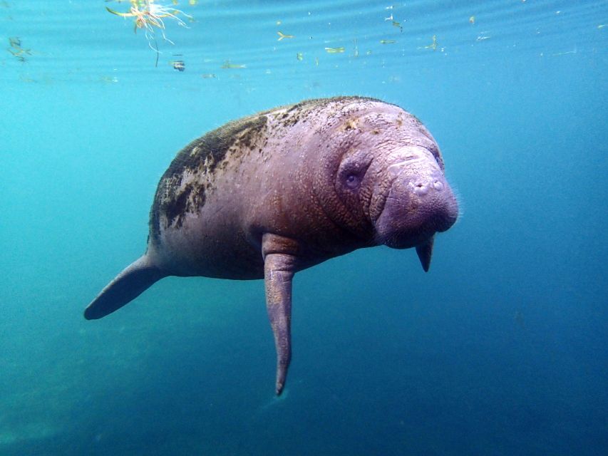Crystal River: Snorkel With Manatees & Dolphin Airboat Trip - Tour Inclusions