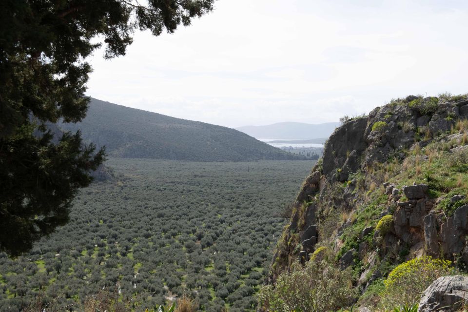 Delphi: Easy Hike on Ancient Path Through the Olive Groves - Price and Duration
