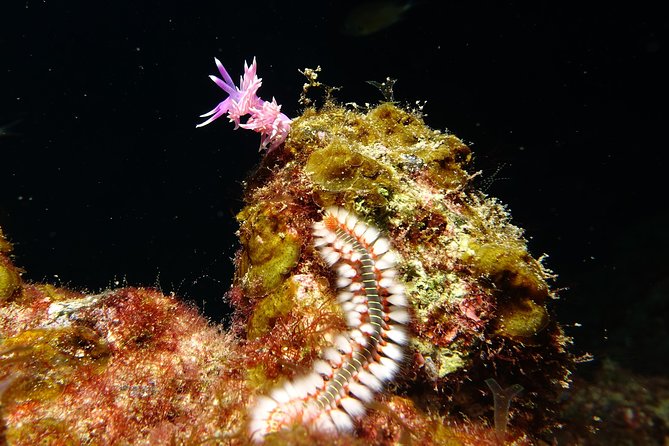 Discover the Underwater World of Lanzarote - What To Expect