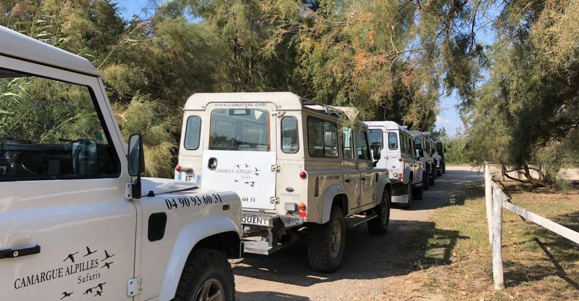 From Arles: Half-Day 4x4 Camargue Safari - Experience Highlights