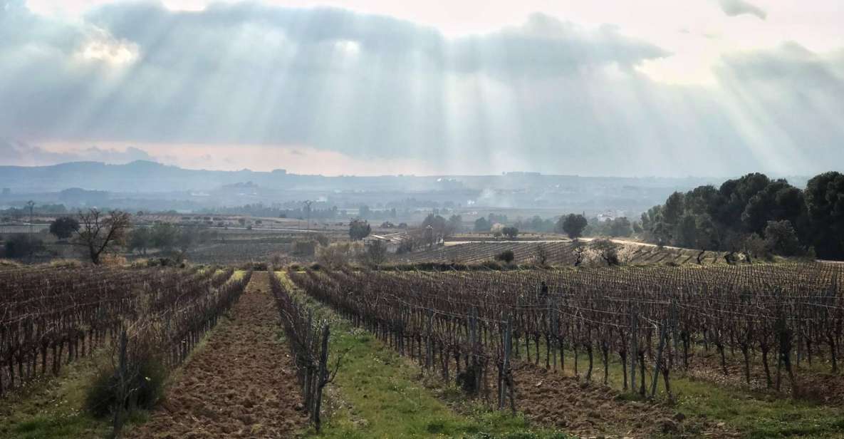 From Barcelona: Penedès Wine & Cava Tastings With Lunch - Inclusions and Pricing