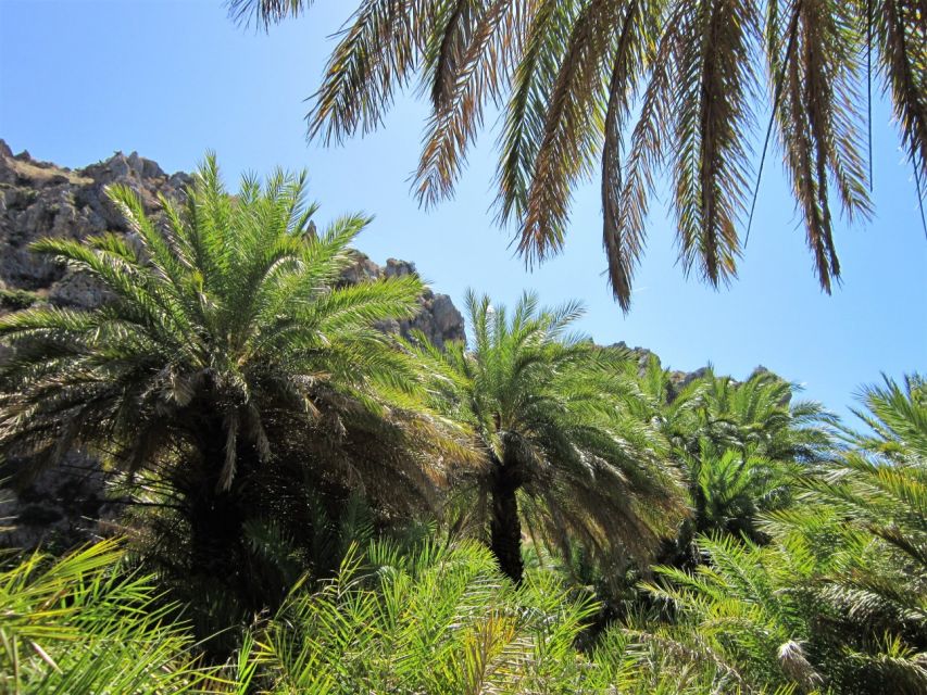 From Rethymno: Preveli Palm Forest Hike and Beach Day Trip - Activity Highlights
