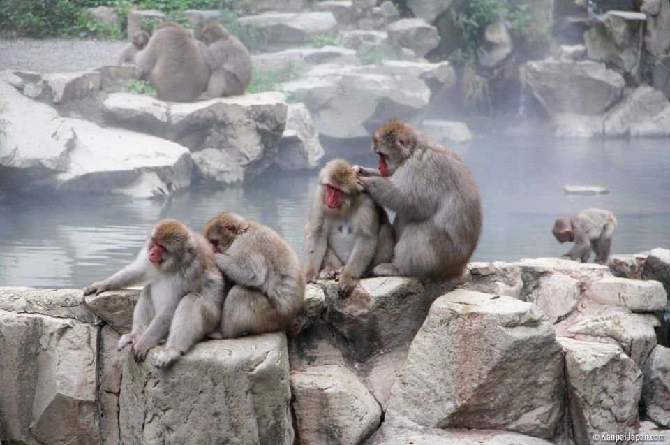 From Tokyo or Nagano: Jigokudani Snow Monkey Park & Zenko-Ji - Booking Details