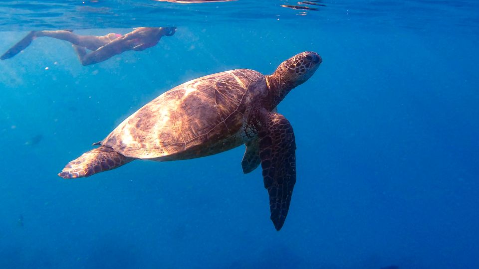 From Waikiki: Turtle Canyons Snorkeling Tour - Tour Highlights