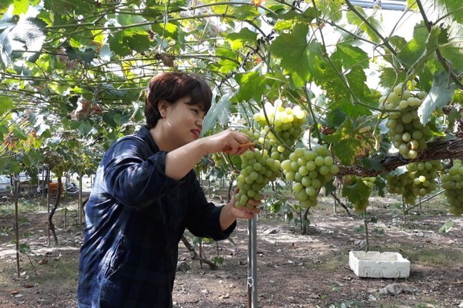 Full-Day Korean Orchard Tour With Lunch[Depart From Busan] - Inclusions and Exclusions