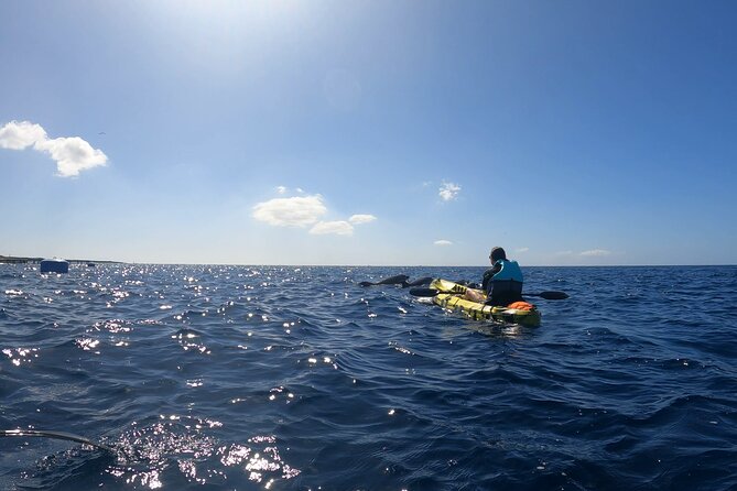 Guided Kayak Tour From Los Cristianos Beach Tenerife - Meeting Point Details