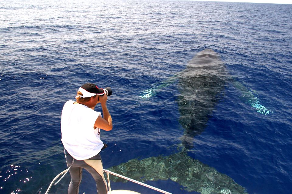 Kailua Kona: Humpback Whale Watching Adventure Cruise - Highlights and Guarantee