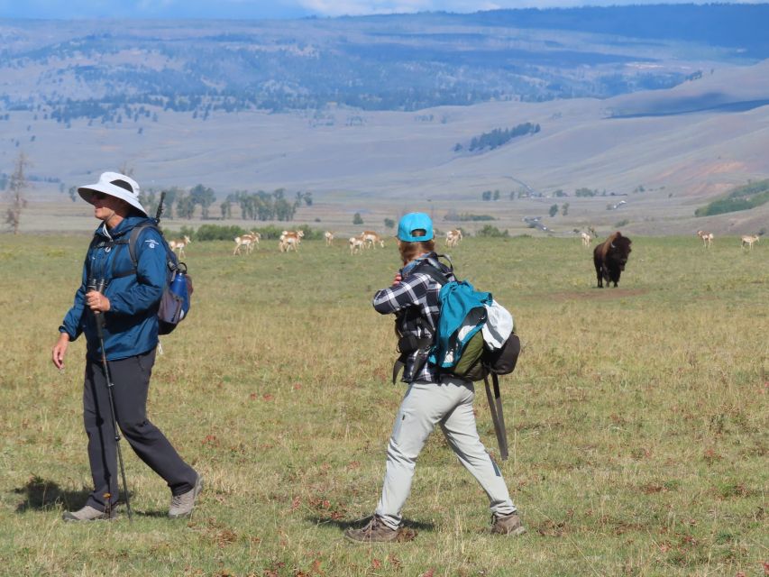 Lamar Valley: Safari Hiking Tour With Lunch - Experience Highlights