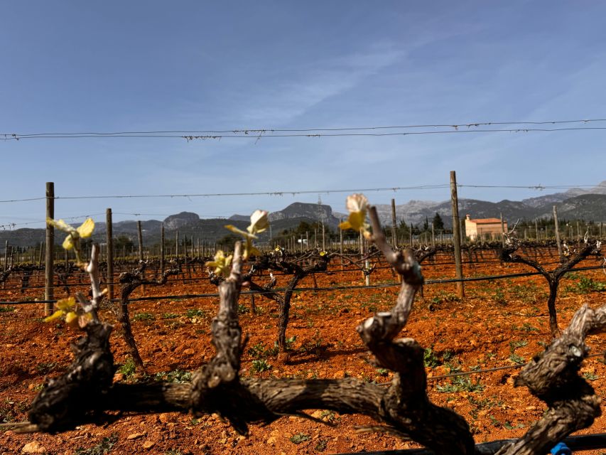 Mallorca: Discover the Secret Treasures of the Local Wine - Tour Duration and Price