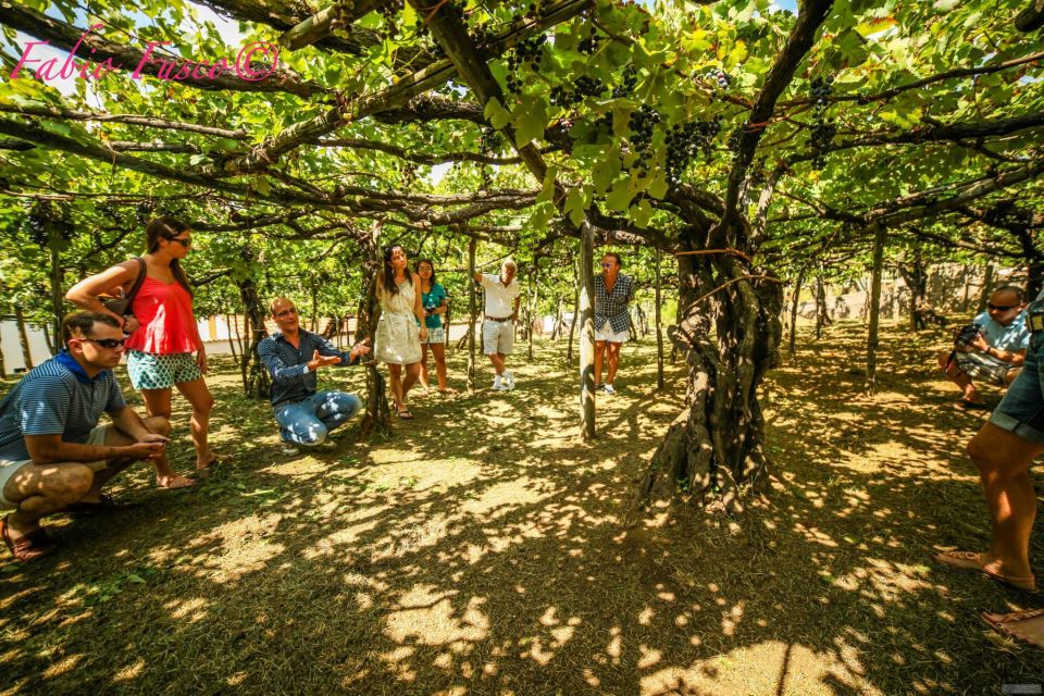 Mountains and Vineyards: the Secrets of the Coast in Calesse - Explore Ravello and Tramonti