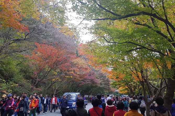 Naejangsan National Park Autumn Foliage Tour From Busan - Cancellation Policy and Refunds