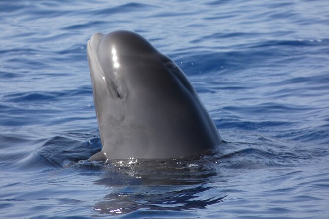 No Chase Whale & Dolphin Tour Putting Marine Life First - We Care - Inclusions and Exclusions