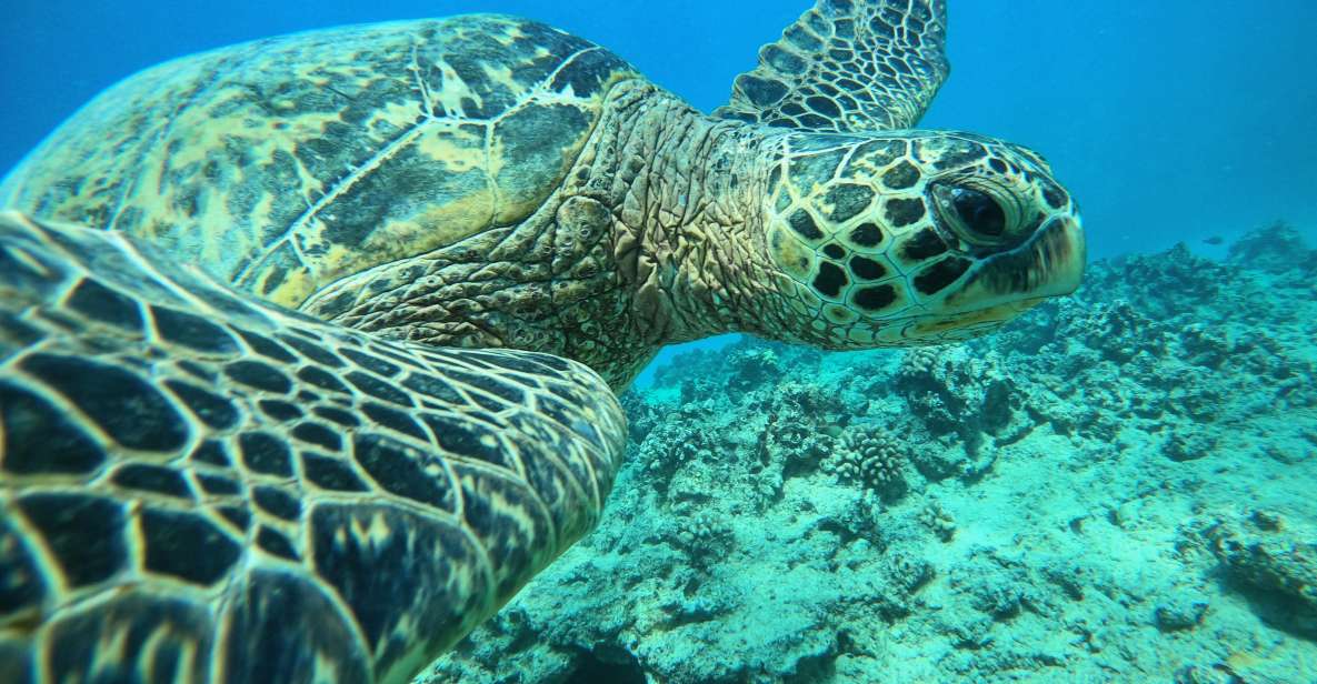 Oahu: Honolulu Turtle Canyon Snorkeling Tour - Whats Included