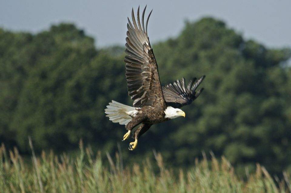 Orlando: Airboat Safari With Transportation - Experience Description