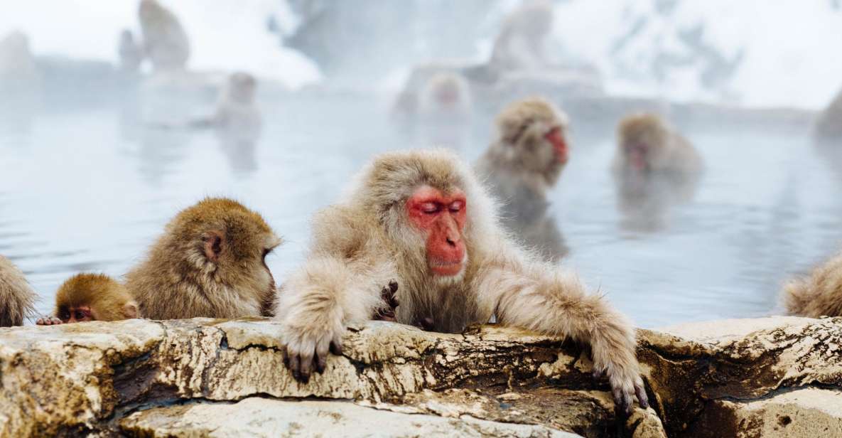 Private Snow Monkey Tour: From Nagano City / Ski Resorts - Tour Highlights
