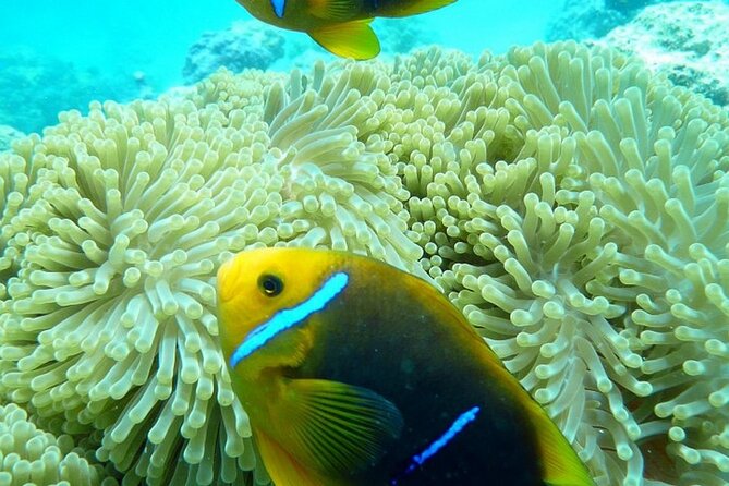 Reef Discovery Luxury Private Snorkeling Lagoon Tour - Additional Information