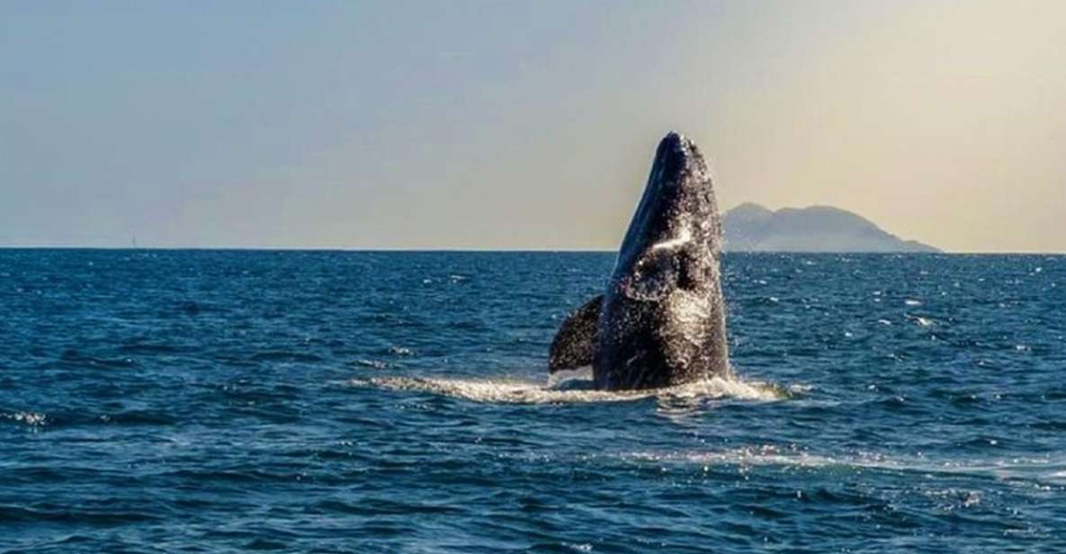 San Diego: Half-Day Marine Wildlife Tour With Lunch - Location and Departure