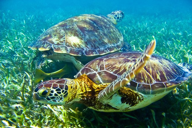 Sea Turtle and Cenotes Tour Snorkeling From Riviera Maya - Tour Overview and Highlights