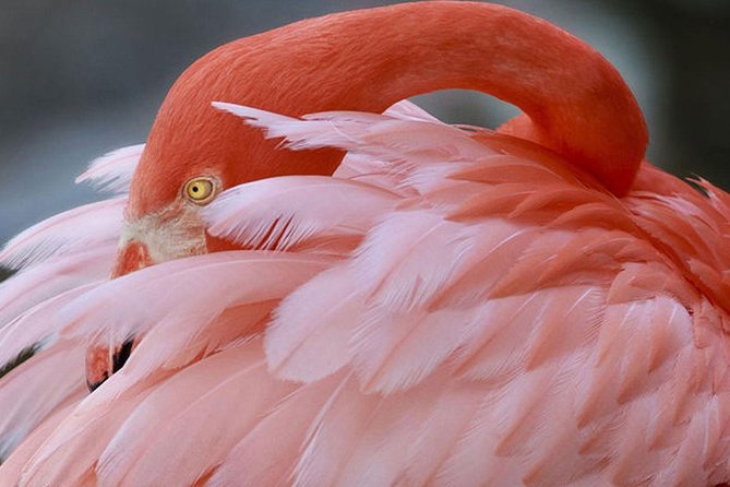 Skip the Line: Flamingo Gardens Admission Ticket in Fort Lauderdale - Inclusions