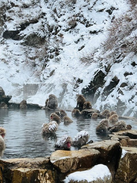 Snow Monkeys Zenkoji Temple One Day Private Sightseeing Tour - Reservations and Payment Options