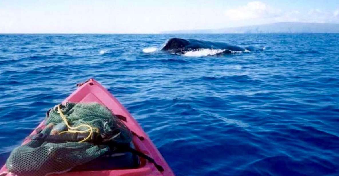 South Maui: Whale Watch Kayaking and Snorkel Tour in Kihei - Inclusions and Meeting Point