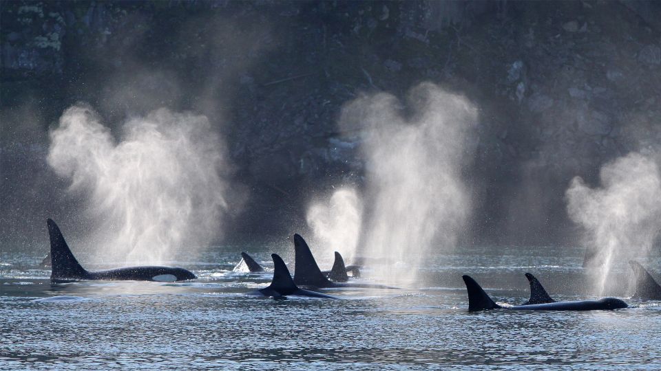 Telegraph Cove: Half-Day Whale Watching Tour - Inclusions