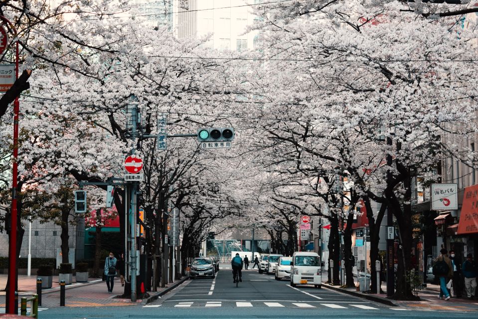 Tokyo: Private Cherry Blossom Experience - Full Experience Description