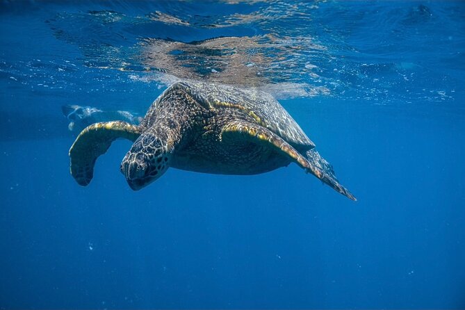 Turtle Canyon Snorkel From Waikiki (Semi Private Boat Tour) - Booking Confirmation