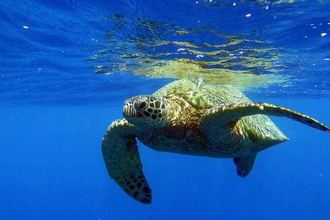 Turtle Canyon Waikiki Snorkel Adventure - Booking and Cancellation