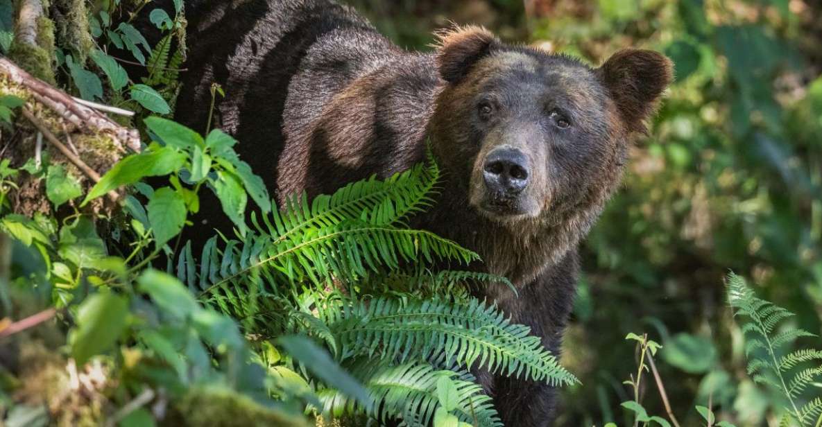 Vancouver Island: Full-Day Grizzly Bear Tour at Toba Inlet - Pricing Information