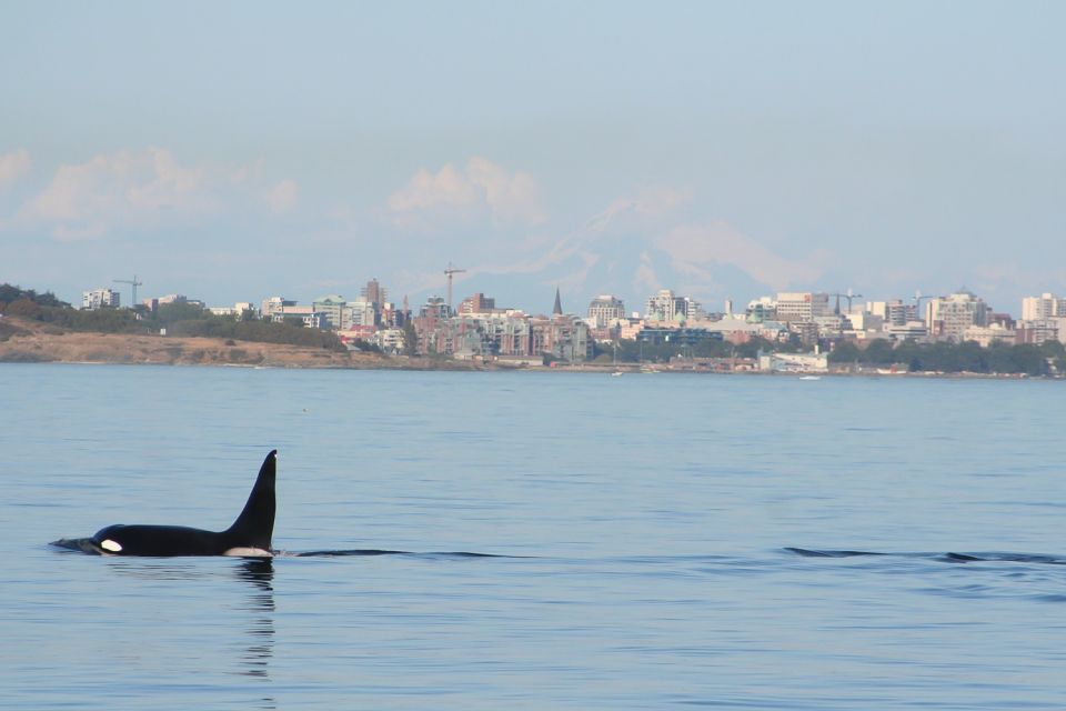 Victoria: 3-Hour Zodiac Whale-Watching Tour - Wildlife Spotting Opportunities