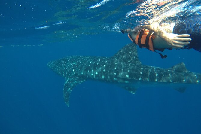Whale Shark Tour From Holbox Island - Pricing and Inclusions