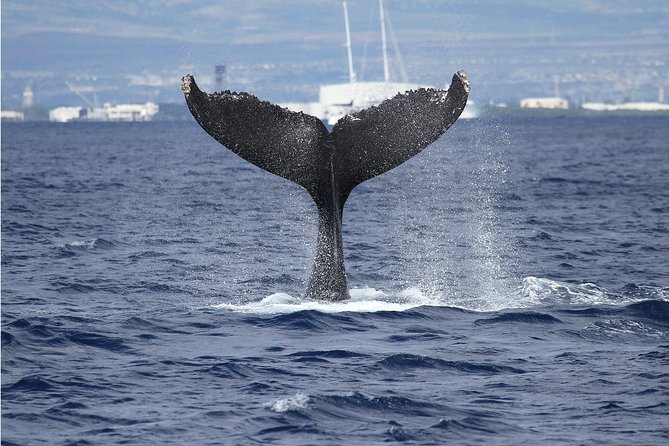 Whale Watch Cruise Aboard the Majestic by Atlantis Cruises - Customer Reviews