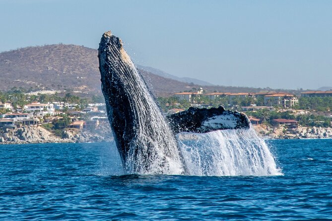 Whale Watching by Zodiac in Cabo San Lucas With Photos Included - Pricing and Inclusions Details