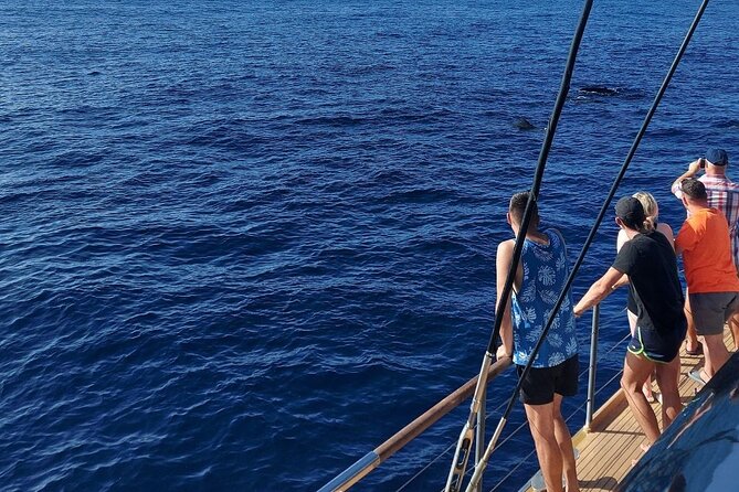 Whale Watching Catamaran in Costa Adeje (Including Drinks & Sandwich) - Booking and Confirmation Details