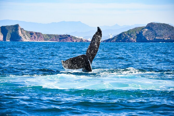 Whale Watching - Customer Feedback and Recommendations