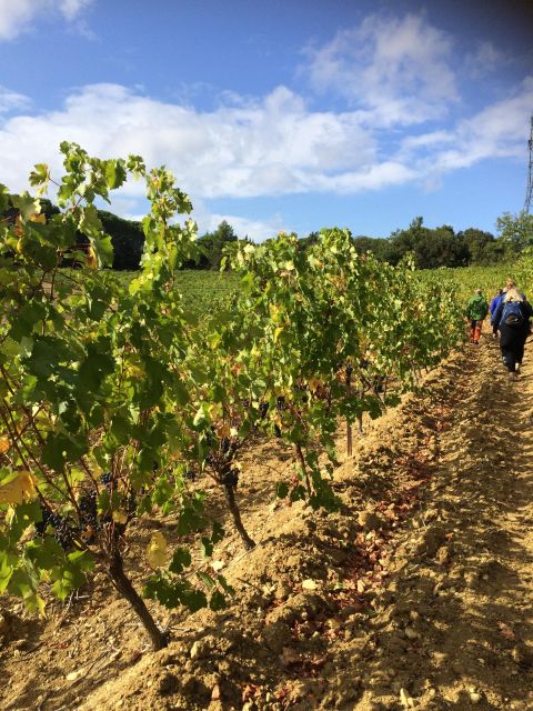 Wine Tour Cathar Country - Experience Highlights