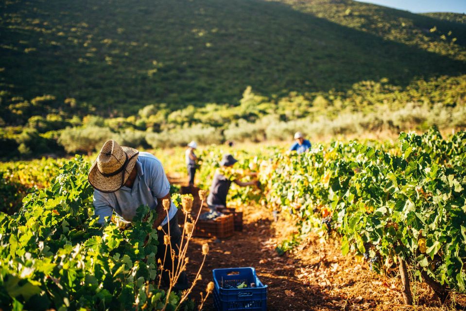 Zakynthos: Vineyard & Winery Tour With Local Winemaker - Booking Information and Tips