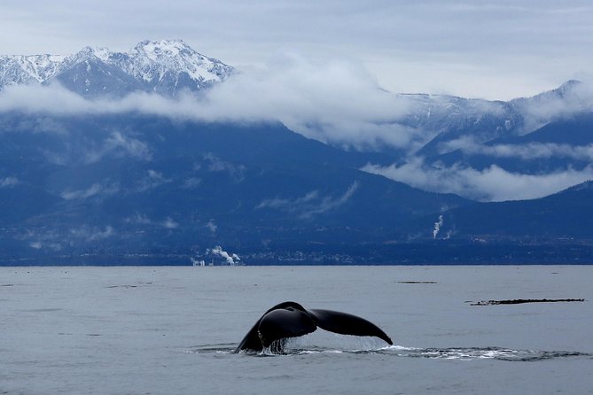 Zodiac Whale Watching Adventure From Victoria - Meeting Point and Logistics