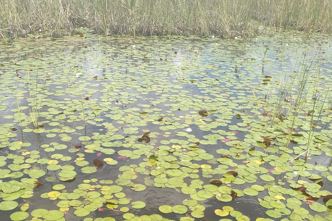 Air Boat Tour of Palm Beach in The Swamp Monster - Meeting and Pickup