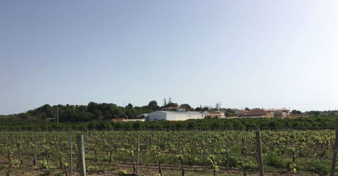 Algarve Wine Tour and Mountain Top Trip With Lunch or Dinner - Wine Experience
