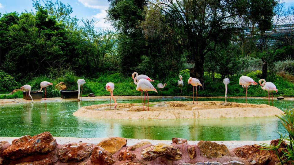 Attica Zoo Park and Designer Outlet Shopping Private Tour - Inclusions