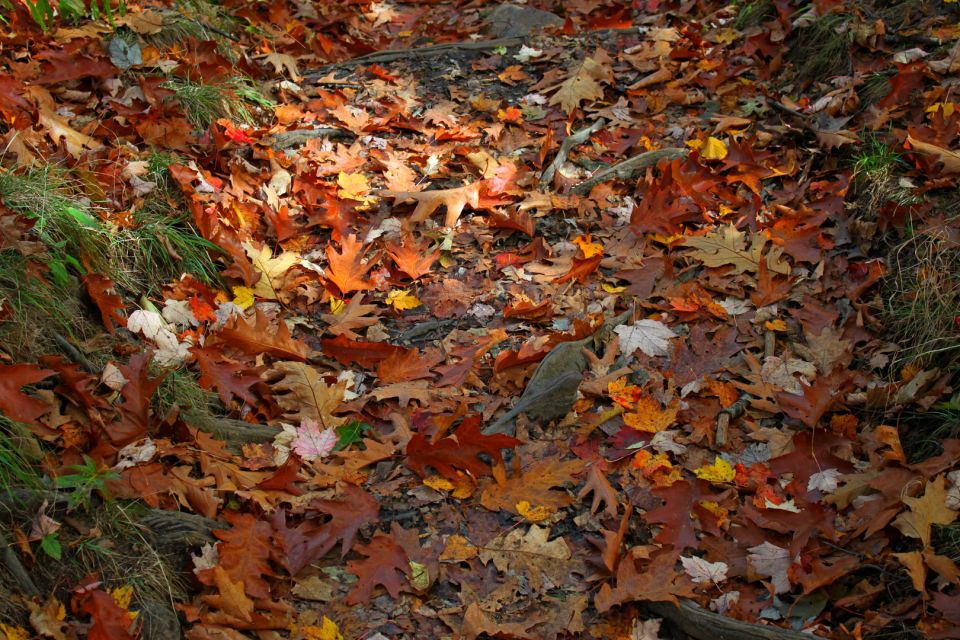 Blue Ridge Parkway (South): Driving Tour With Audio Guide - Important Information