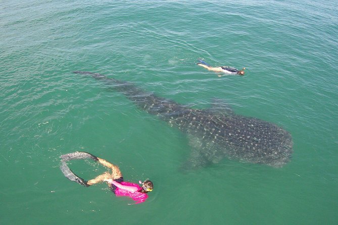 Cabo San Lucas to La Paz Whale Shark Full-Day Snorkeling Trip - Itinerary Overview