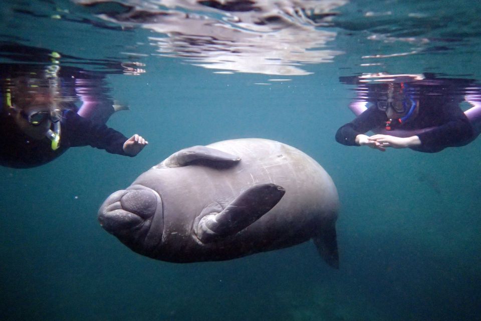 Crystal River: Snorkel With Manatees & Dolphin Airboat Trip - Participant Restrictions