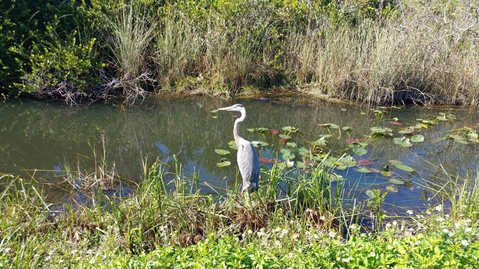 Everglades Airboat Ride & Guided Hike - Inclusions