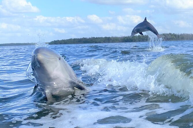 Everglades National Park Dolphin, Birding and Wildlife Boat Tour (2 Hours) - Customer Feedback