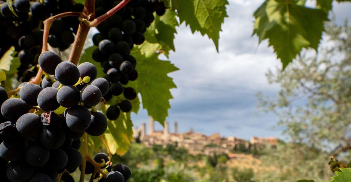 Florence or Bologna: 2 Cellar Tours in Chianti With Lunch - Experience Description